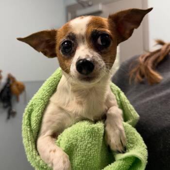 Sheba -  Chihuahua Dog for Adoption in New Castle, Delaware - Sheba | PetCurious