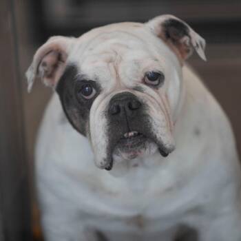 English Bulldog and Pit Bull Terrier Dogs Available for Adoption in Peyton, Colorado - Snow (MY26-62) | PetCurious