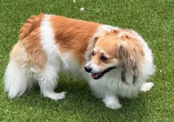 Lola -  Papillon and Cavalier King Charles Spaniel Dog for Adoption in Frankfort, Kentucky - Lola | PetCurious