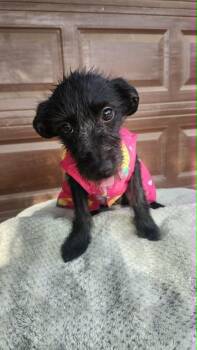 Miniature Schnauzer and Dachshund Dogs Available for Adoption in Heiskell, Tennessee - Journey | PetCurious