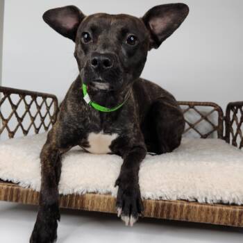 Terrier Dogs Available for Adoption in Fort Wayne, Indiana - Lelo | PetCurious