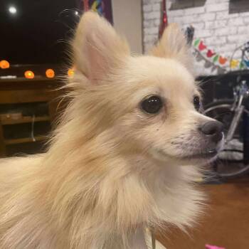 Rescue Chihuahua and Pomeranian Dogs for Adoption in Warren, Rhode Island - Savannah | PetCurious
