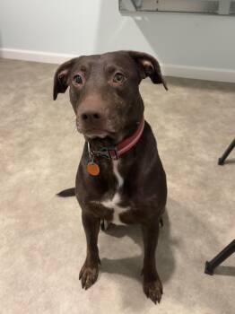 Tina -  Mountain Cur Dog for Adoption in Grant, Nebraska - Tina | PetCurious