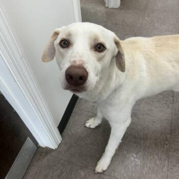 Labrador Retriever Dogs Available for Adoption in Parrish, Alabama - Trout | PetCurious