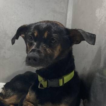 Mixed Breed Dogs Available for Adoption - Mr Mister | PetCurious
