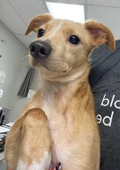 Bolt -  Chiweenie Dog for Adoption in Batavia, Ohio - Bolt | PetCurious