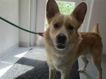 SNOWBALL -  Labrador Retriever Dog for Adoption in Ocala, Florida - SNOWBALL | PetCurious