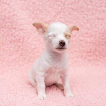 Bubbalicious -  Chihuahua Dog for Adoption in New York, New York - Bubbalicious | PetCurious