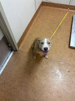 ENVY -  Pit Bull Terrier Dog for Adoption in Sacramento, California - ENVY | PetCurious
