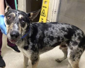 FELLA -  Australian Cattle Dog Blue Heeler Dog for Adoption in Riverside, California - FELLA | PetCurious