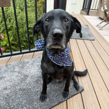 Max -  Black Labrador Retriever Dog for Adoption in San Diego, California - Max | PetCurious