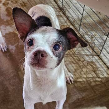 Rescue Chihuahua Dogs for Adoption in Midland, Texas - Hank | PetCurious