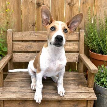 Terrier and Mixed Breed Dogs Available for Adoption in Boerne, Texas - Larkin | PetCurious
