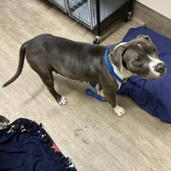 Miss Honey -  Pit Bull Terrier Dog for Adoption in Pasadena, California - Miss Honey | PetCurious