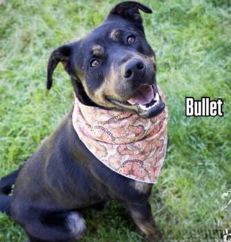 BULLET -  Retriever Dog for Adoption in Holbrook, New York - BULLET | PetCurious