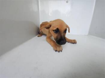 Rescue German Shepherd Dog and Labrador Retriever Dogs for Adoption in Houston, Texas - A639703 | PetCurious