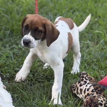 GRAVY -  Beagle Dog for Adoption in Locust Fork, Alabama - GRAVY | PetCurious