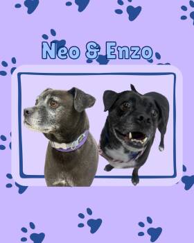 Enzo and Neo -  Pug Dog for Adoption in Teterboro, New Jersey - Enzo And Neo | PetCurious