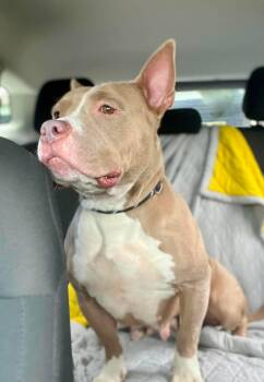 Jolene (fka Sugar) -  Pit Bull Terrier Dog for Adoption in Rockville, Maryland - Jolene (fka Sugar) | PetCurious