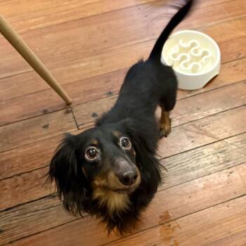 Buttons (Benefactor Dog) -  Dachshund Dog for Adoption in New Orleans, Louisiana - Buttons (Benefactor Dog) | PetCurious