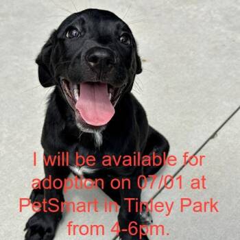 Amy -  Mixed Breed Dog for Adoption in Matteson, Illinois - Amy | PetCurious