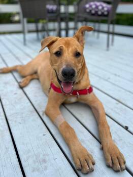 Biscuits -  Mixed Breed Dog for Adoption in Bellingham, Washington - Biscuits | PetCurious