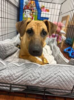 Mixed Breed Dogs Available for Adoption - Cannoli | PetCurious
