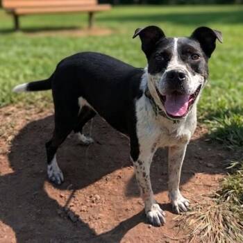 Oreo -  American Staffordshire Terrier and Australian Cattle Dog Blue Heeler Dog for Adoption in Tishomingo, Oklahoma - Oreo | PetCurious