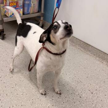 Jack -  Jack Russell Terrier Dog for Adoption in Indianapolis, Indiana - Jack | PetCurious