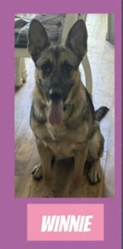 Winnie in RI - Courtesy Post -  German Shepherd Dog Dog for Adoption in Warwick, Rhode Island - Winnie In RI - Courtesy Post | PetCurious