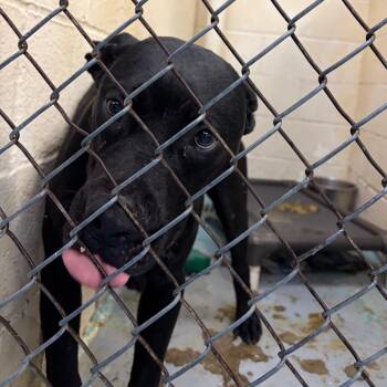 Adair -  Mixed Breed Dog for Adoption in Charleston, West Virginia - Adair | PetCurious