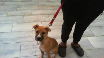 CARAMEL -  Mixed Breed Dog for Adoption in Charlotte, North Carolina - CARAMEL | PetCurious