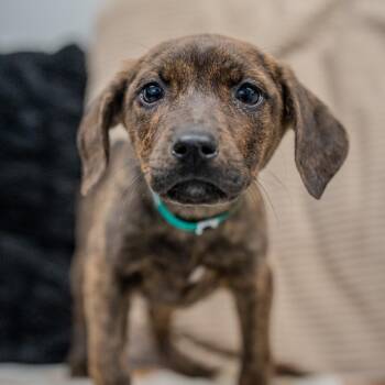 Plott Hound Dogs Available for Adoption - Bri | PetCurious