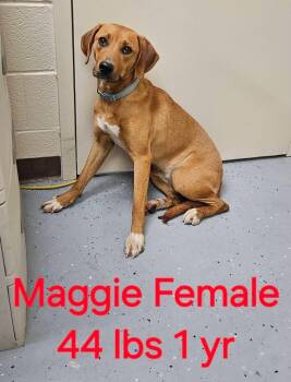 Maggie -  Redbone Coonhound and Labrador Retriever Dog for Adoption in Cary, North Carolina - Maggie | PetCurious