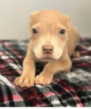 Mixed Breed Dogs Available for Adoption - Ninny | PetCurious