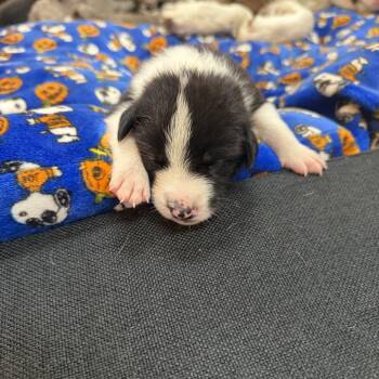 Baby girl 3 -  Border Collie and Mixed Breed Dog for Adoption in San Diego, California - Baby Girl 3 | PetCurious