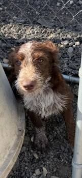 Conrad -  Wirehaired Terrier Dog for Adoption in Muldrow, Oklahoma - Conrad | PetCurious