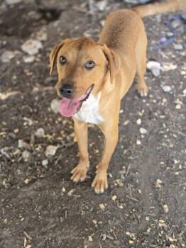 Rescue Australian Cattle Dog Blue Heeler Dogs for Adoption in Kempner, Texas - Tom Tom | PetCurious