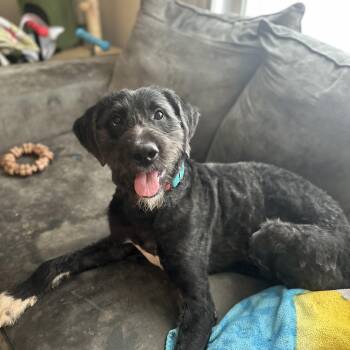 Noodle -  Standard Poodle and Labradoodle Dog for Adoption in Plainfield, Illinois - Noodle | PetCurious