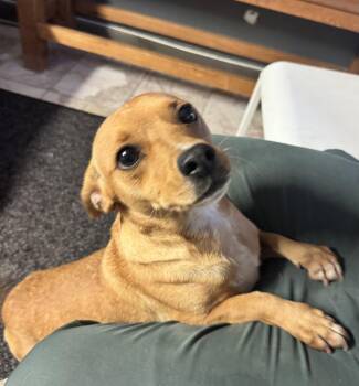Louise -  Chihuahua Dog for Adoption in Leavenworth, Kansas - Louise | PetCurious