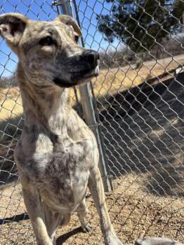 Rescue American Staffordshire Terrier and Pit Bull Terrier Dogs for Adoption in Sierra Vista, Arizona - Climber | PetCurious