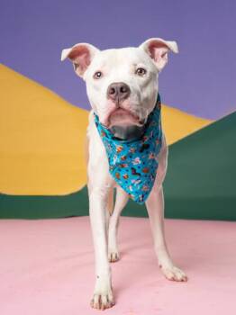 Dean -  Pit Bull Terrier and Mixed Breed Dog for Adoption in Atlanta, Georgia - Dean | PetCurious