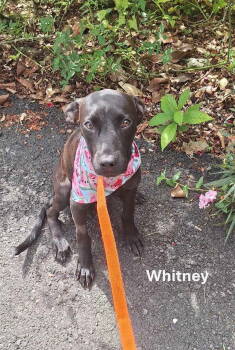Rescue Labrador Retriever and Terrier Dogs for Adoption in Virginia Beach, Virginia - Whitney | PetCurious