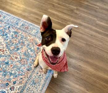 Daisy Ark -  American Staffordshire Terrier Dog for Adoption in Friendswood, Texas - Daisy Ark | PetCurious
