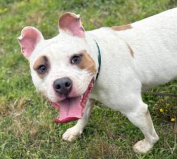 Rescue Pit Bull Terrier Dogs for Adoption in Virginia Beach, Virginia - 179885 Yami (Off Site Foster) | PetCurious