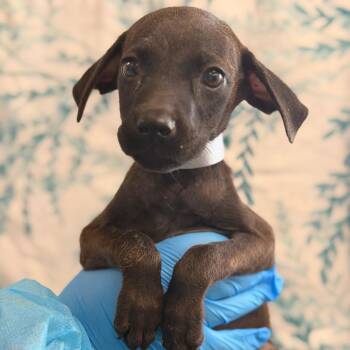 Nova -  Hound and Labrador Retriever Dog for Adoption in San Antonio, Texas - Nova | PetCurious