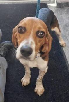 Brinkley -  Beagle Dog for Adoption in Media, Pennsylvania - Brinkley | PetCurious