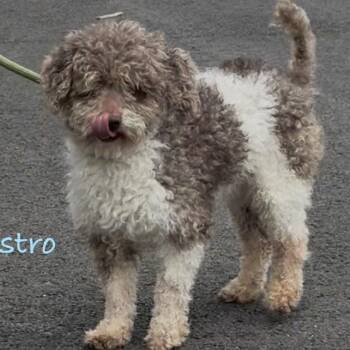 Miniature Poodle Dogs Available for Adoption - ASTRO - PARTI Poodle | PetCurious