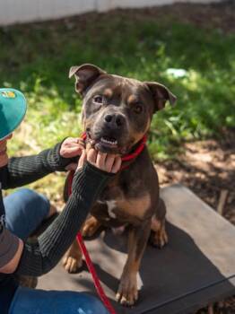 Pegasus -  Mixed Breed Dog for Adoption in Chamblee, Georgia - Pegasus | PetCurious