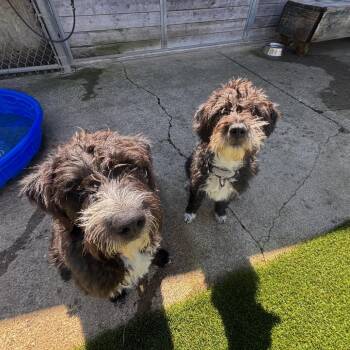 Wirehaired Terrier and Mixed Breed Dogs Available for Adoption in Richmond, California - JUPITER | PetCurious